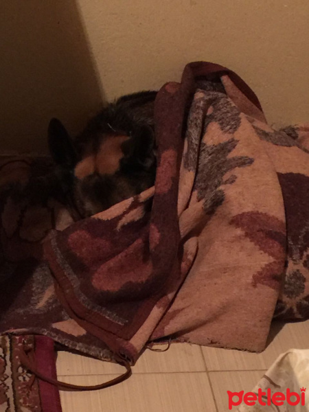 Alman Çoban Köpeği, Köpek  HAYKO fotoğrafı