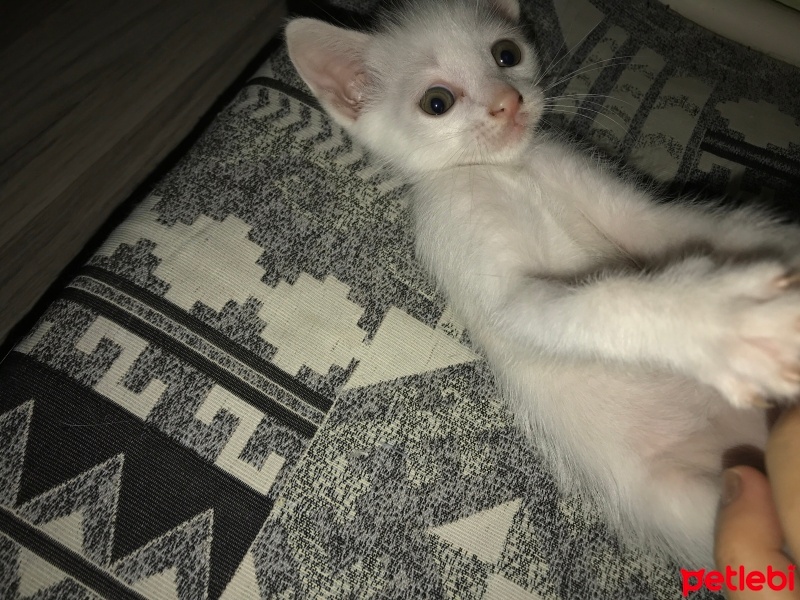 Van Kedisi, Kedi  Pamuk fotoğrafı