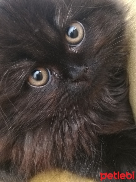 Chinchilla, Kedi  Bihter fotoğrafı