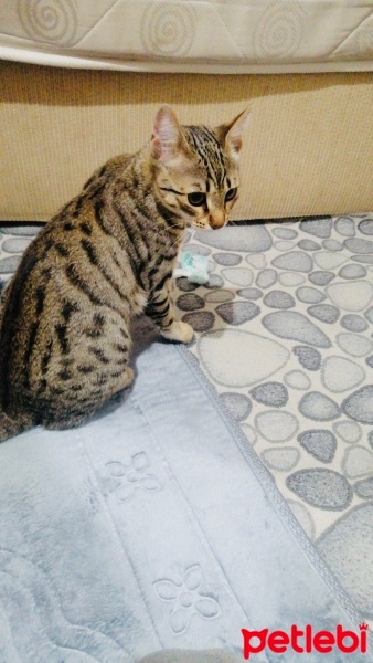 Tekir Kedi, Kedi  Ponçik fotoğrafı