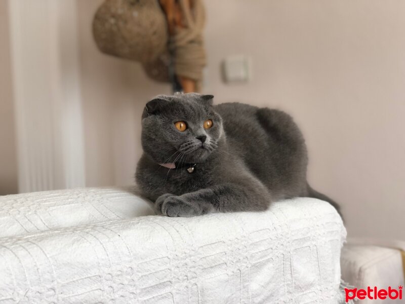 Scottish Fold, Kedi  Şila fotoğrafı