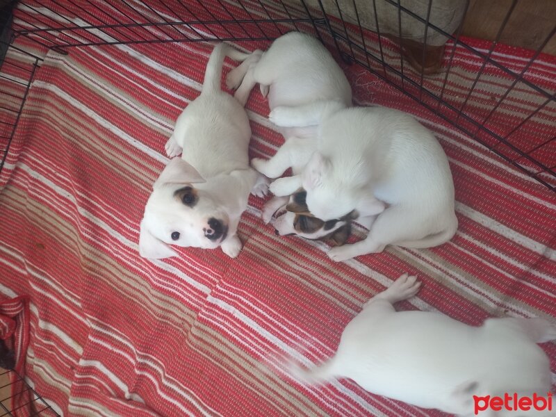 Jack Russell Terrier, Köpek  Jack russell yavrular fotoğrafı