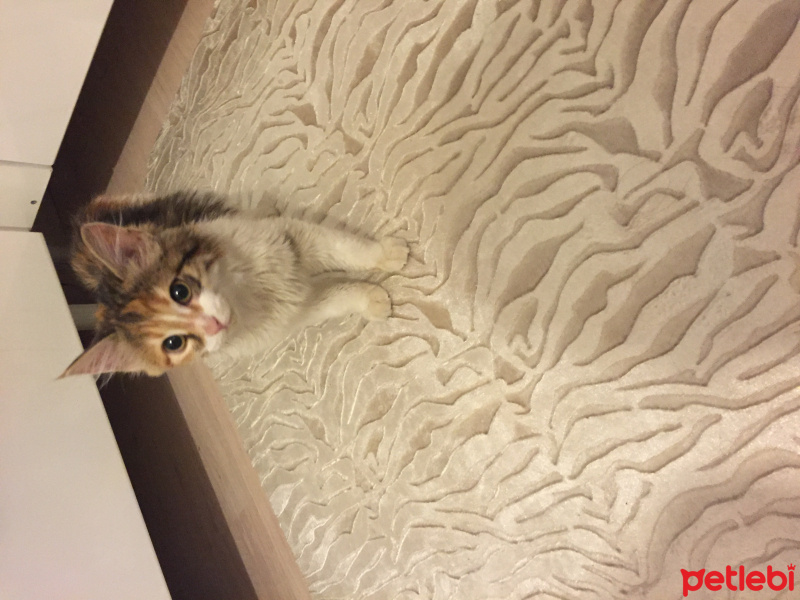 Tekir Kedi, Kedi  Mina fotoğrafı