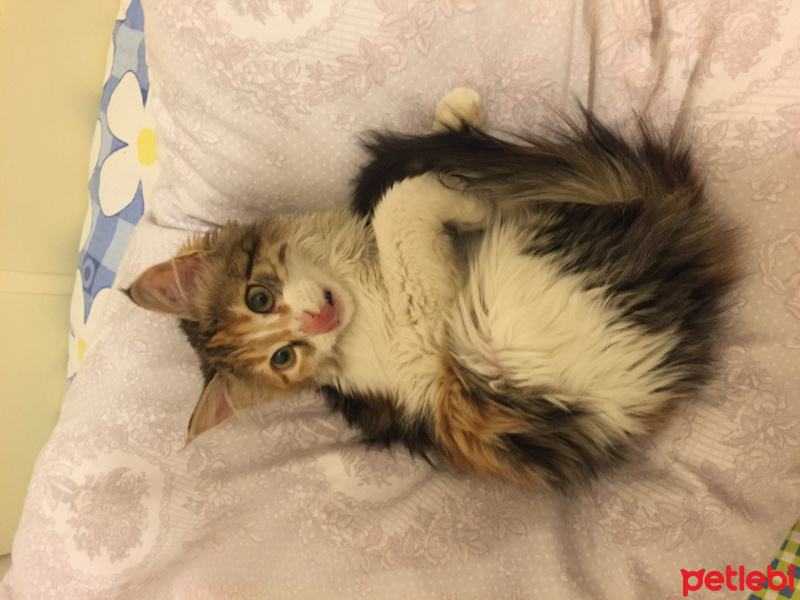 Tekir Kedi, Kedi  Mina fotoğrafı