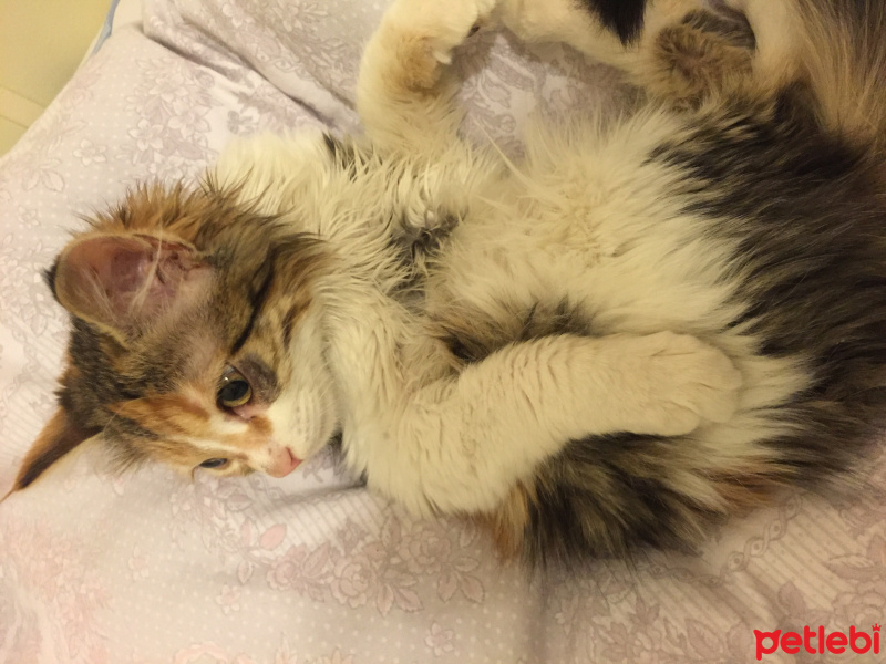 Tekir Kedi, Kedi  Mina fotoğrafı