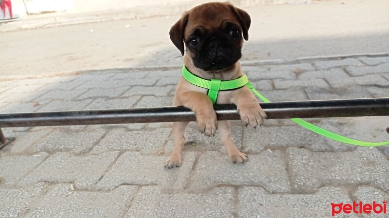 Pug, Köpek  Sam fotoğrafı