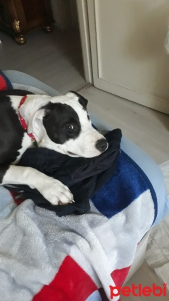 Amerikan Staffordshire Terrier, Köpek  Berlin fotoğrafı