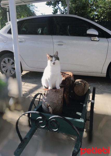 Tekir Kedi, Kedi  Prenses fotoğrafı