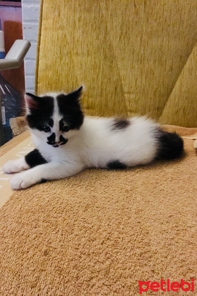 Tuxedo (Smokin) Kedi, Kedi  Carlos fotoğrafı