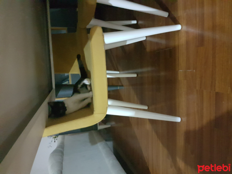 Tuxedo (Smokin) Kedi, Kedi  Jojo fotoğrafı