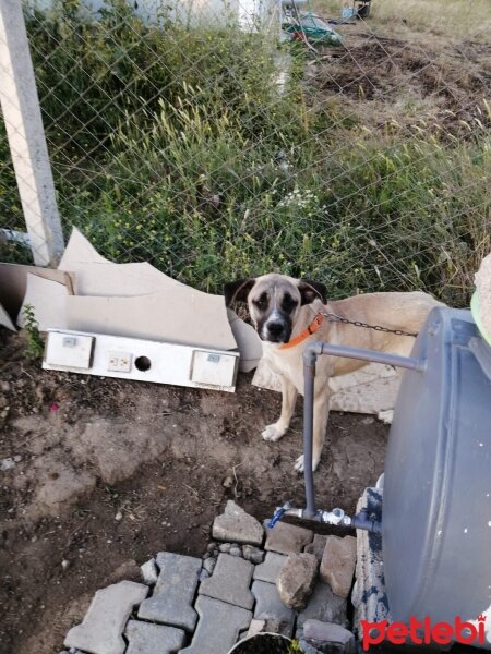 Amerikan Yerli Köpeği, Köpek  Alex fotoğrafı