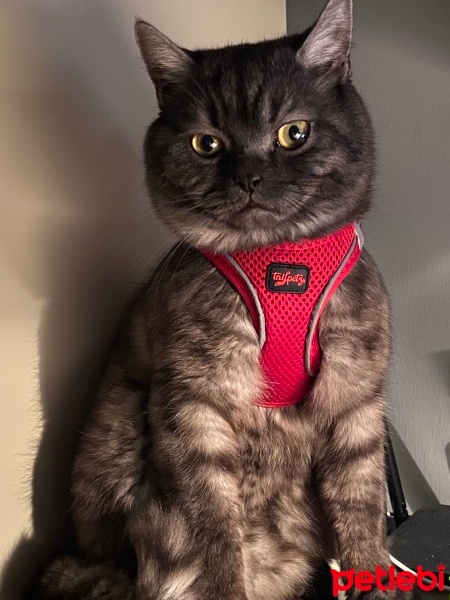 British Shorthair, Kedi  Rio fotoğrafı