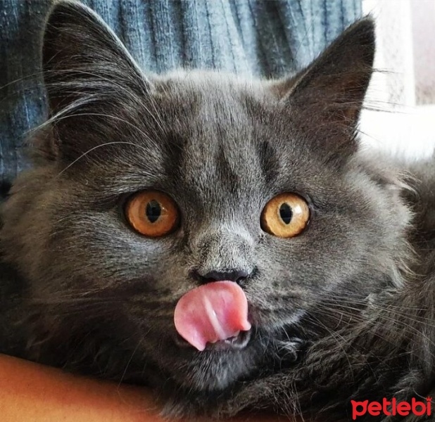 British Longhair, Kedi  Duman fotoğrafı
