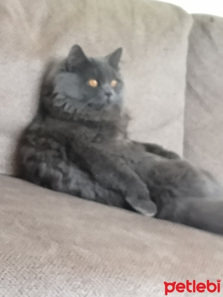 British Longhair, Kedi  Duman fotoğrafı