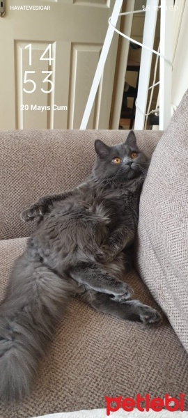 British Longhair, Kedi  Duman fotoğrafı