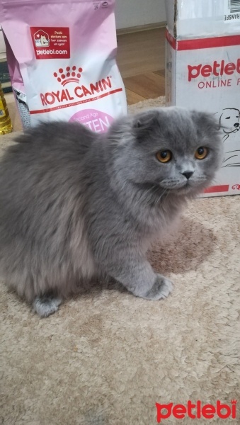 Scottish Fold, Kedi  Gece fotoğrafı