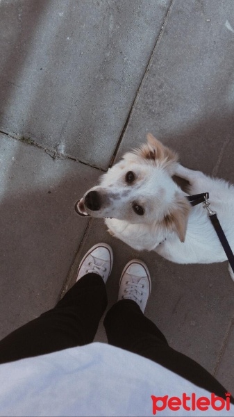Maltese, Köpek  Casper fotoğrafı
