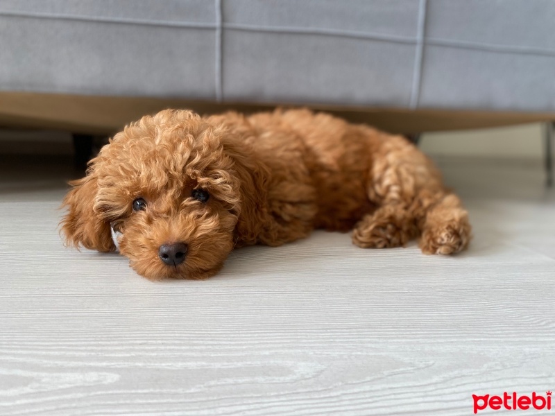 Poodle(Standart Kaniş), Köpek  Leo fotoğrafı