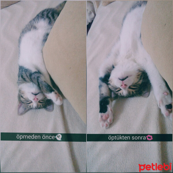 Tekir Kedi, Kedi  Artemis fotoğrafı