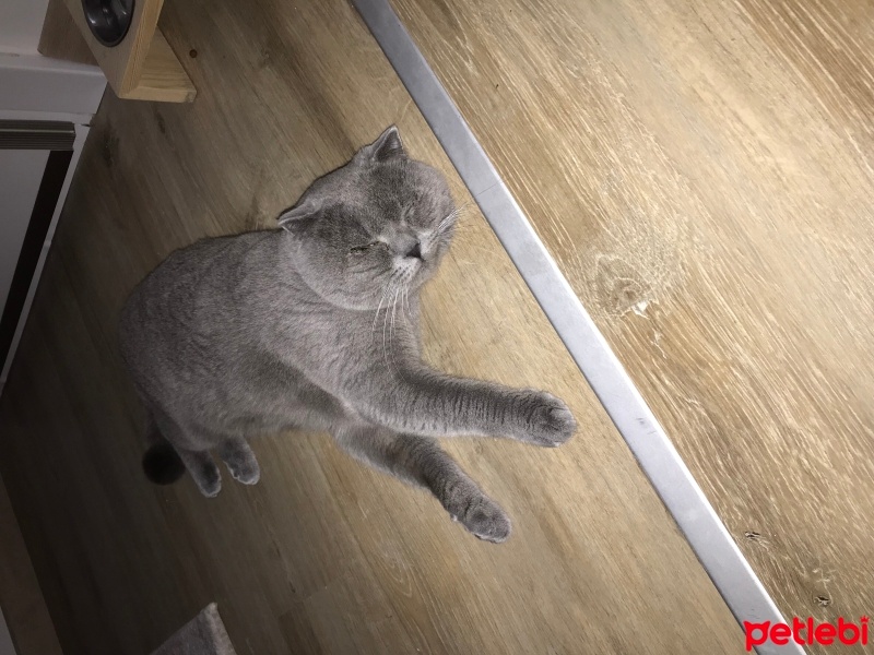 Scottish Fold, Kedi  Duman fotoğrafı