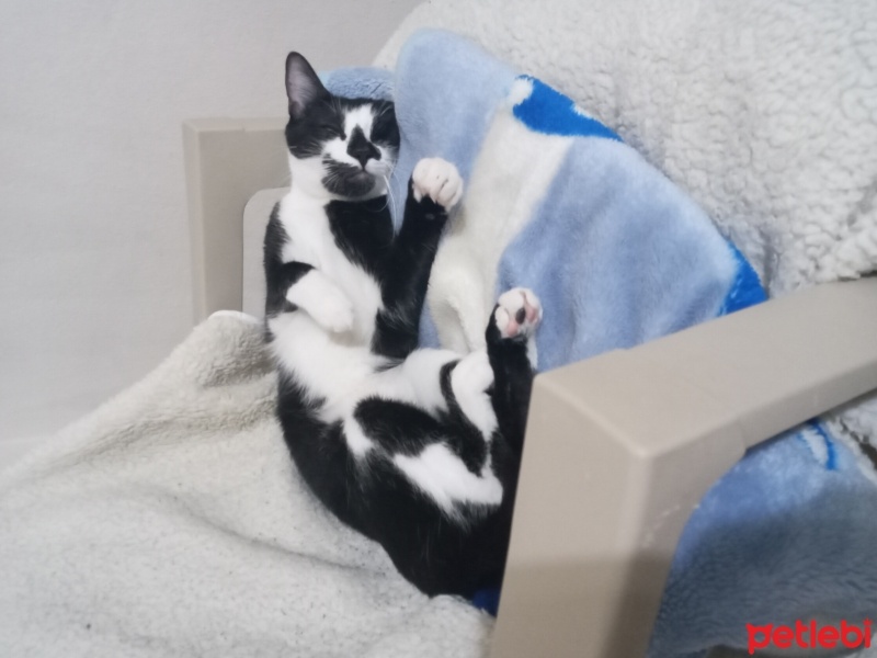 Tekir Kedi, Kedi  Boncuk fotoğrafı