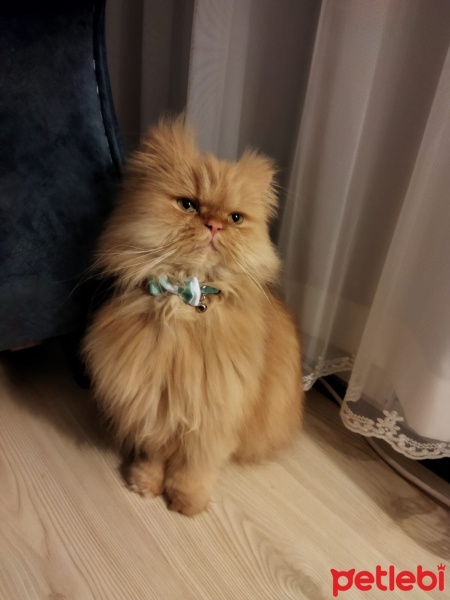 İran Kedisi (Persian), Kedi  Şeker fotoğrafı