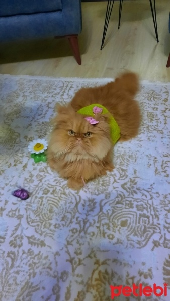 İran Kedisi (Persian), Kedi  Şeker fotoğrafı