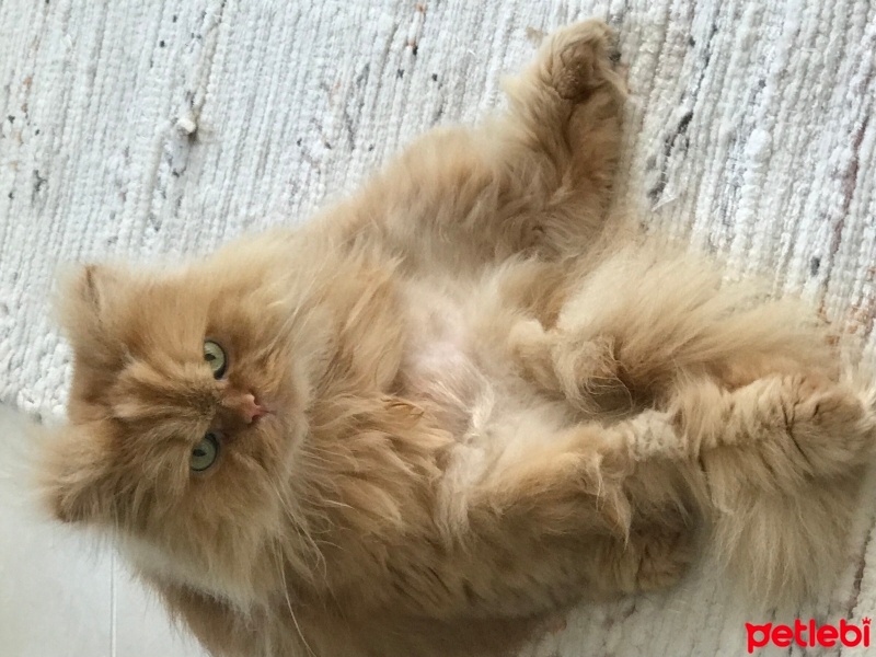 İran Kedisi (Persian), Kedi  Şeker fotoğrafı