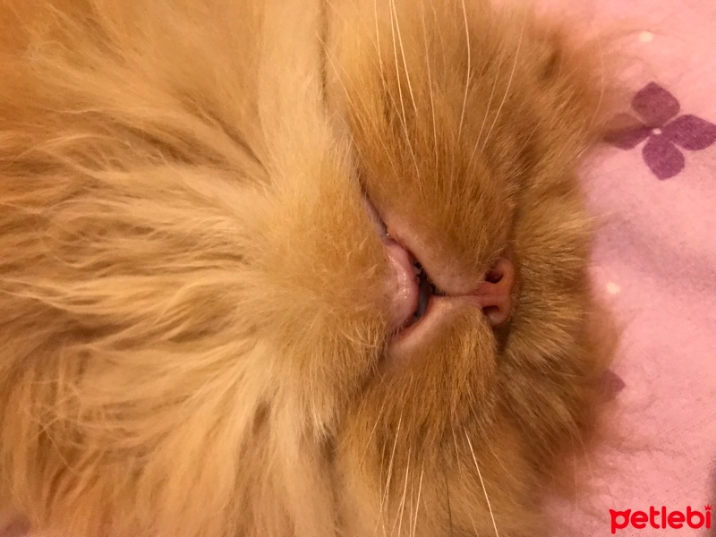 İran Kedisi (Persian), Kedi  Şeker fotoğrafı