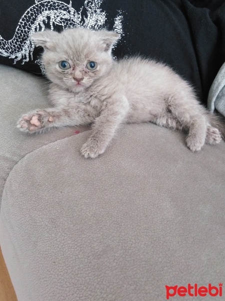 British Shorthair, Kedi  Duman fotoğrafı