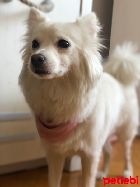 Samoyed, Köpek  MAYA fotoğrafı