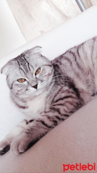 Scottish Fold, Kedi  Prenses fotoğrafı
