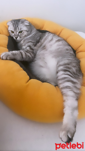 Scottish Fold, Kedi  Prenses fotoğrafı