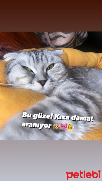 Scottish Fold, Kedi  Prenses fotoğrafı