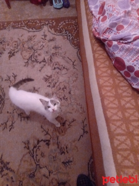 Mavi Rus, Kedi  Boncuk fotoğrafı