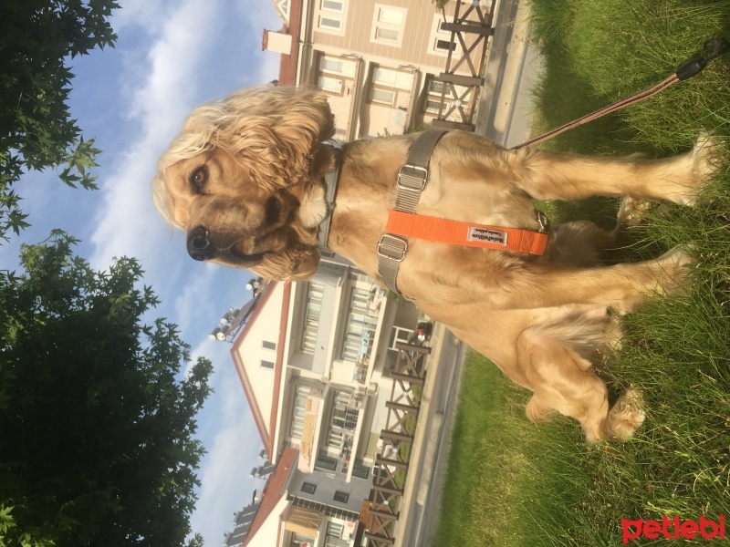 Amerikan Cocker Spaniel, Köpek  Max fotoğrafı