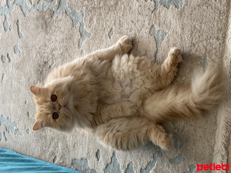 İran Kedisi (Persian), Kedi  Balım fotoğrafı