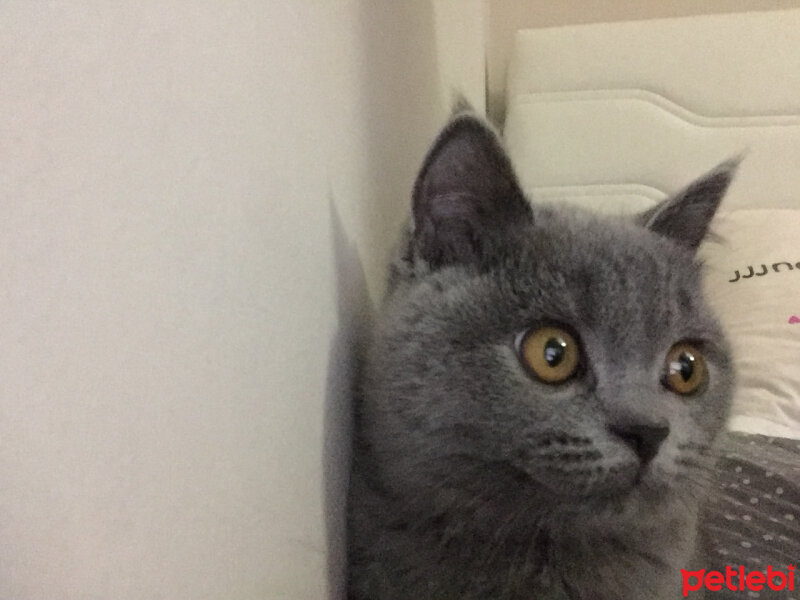 British Shorthair, Kedi  Panky  fotoğrafı