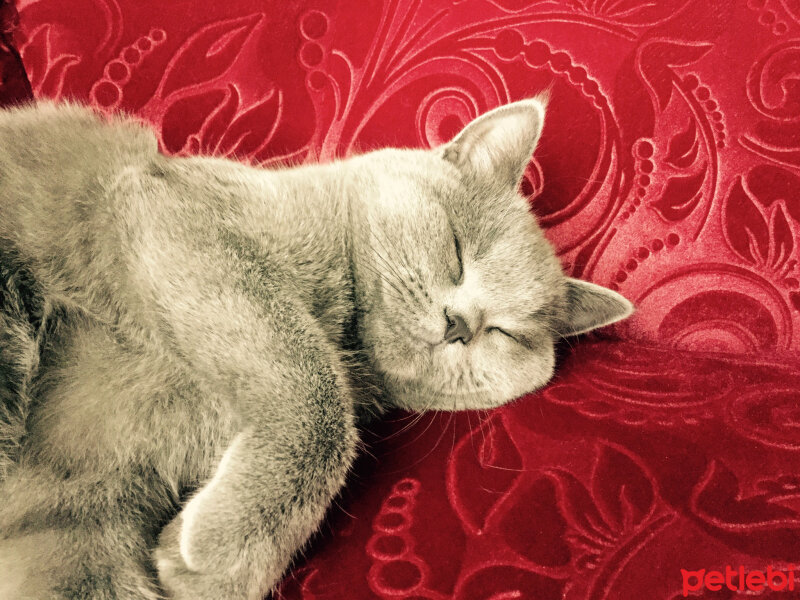 British Shorthair, Kedi  Panky  fotoğrafı