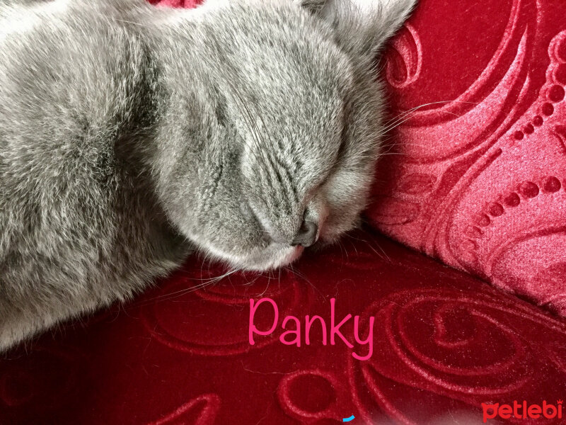 British Shorthair, Kedi  Panky  fotoğrafı