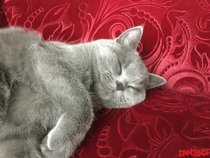 British Shorthair, Kedi  Panky  fotoğrafı