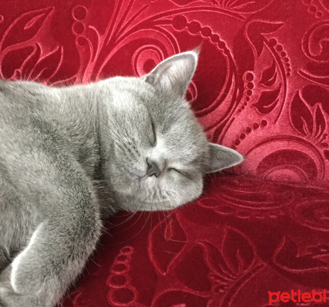 British Shorthair, Kedi  Panky  fotoğrafı