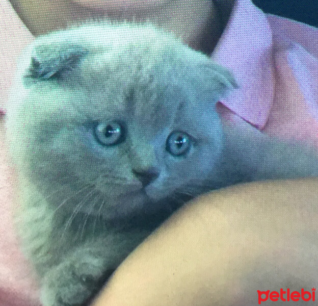 British Shorthair, Kedi  Panky  fotoğrafı