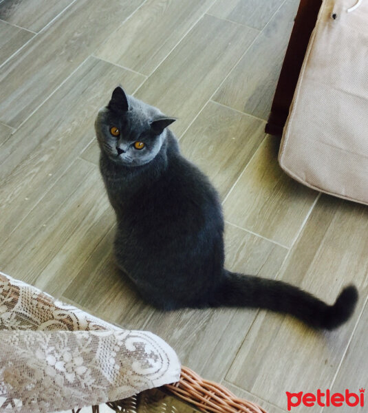 British Shorthair, Kedi  Panky  fotoğrafı