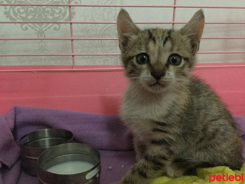 British Shorthair, Kedi  Panky  fotoğrafı