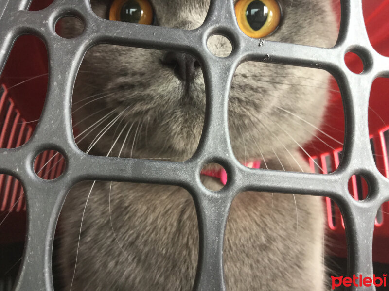 British Shorthair, Kedi  Panky  fotoğrafı