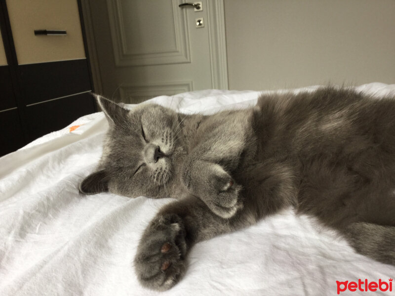 British Shorthair, Kedi  Panky  fotoğrafı