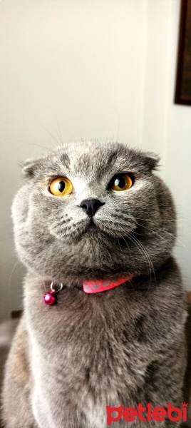 Scottish Fold, Kedi  Schatz fotoğrafı