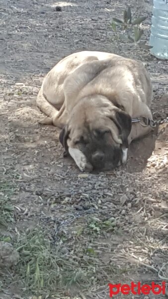 Cane Corso Italiano, Köpek  Rambo fotoğrafı