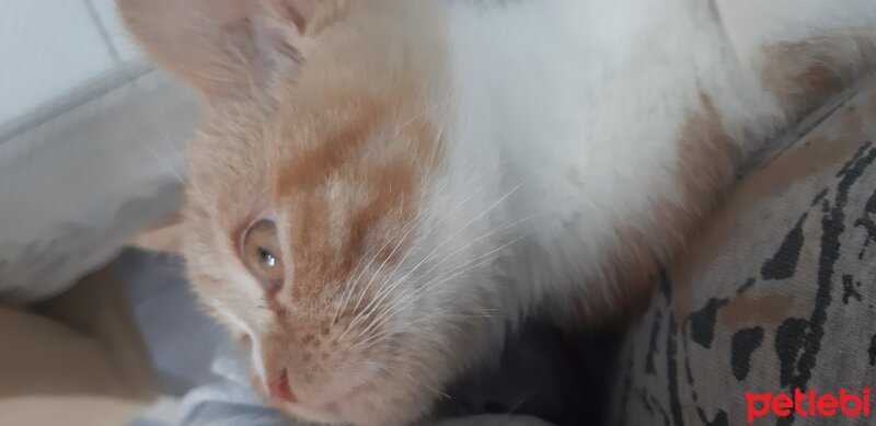 British Longhair, Kedi  Sisi fotoğrafı